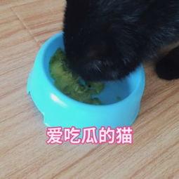 娱乐吃瓜猫咪视频大全